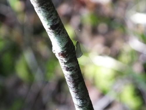 Nematopogon sp.